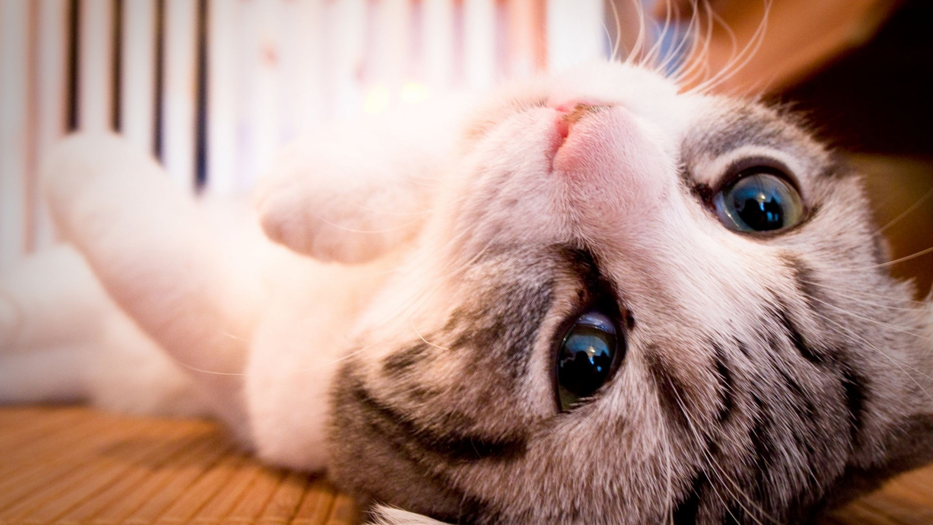 Chat Blanc et Marron Allongé Sur Une Table en Bois Marron. Wallpaper in 1920x1080 Resolution