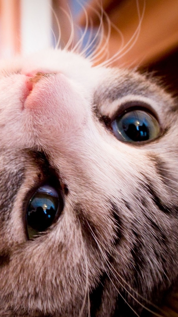 Chat Blanc et Marron Allongé Sur Une Table en Bois Marron. Wallpaper in 720x1280 Resolution