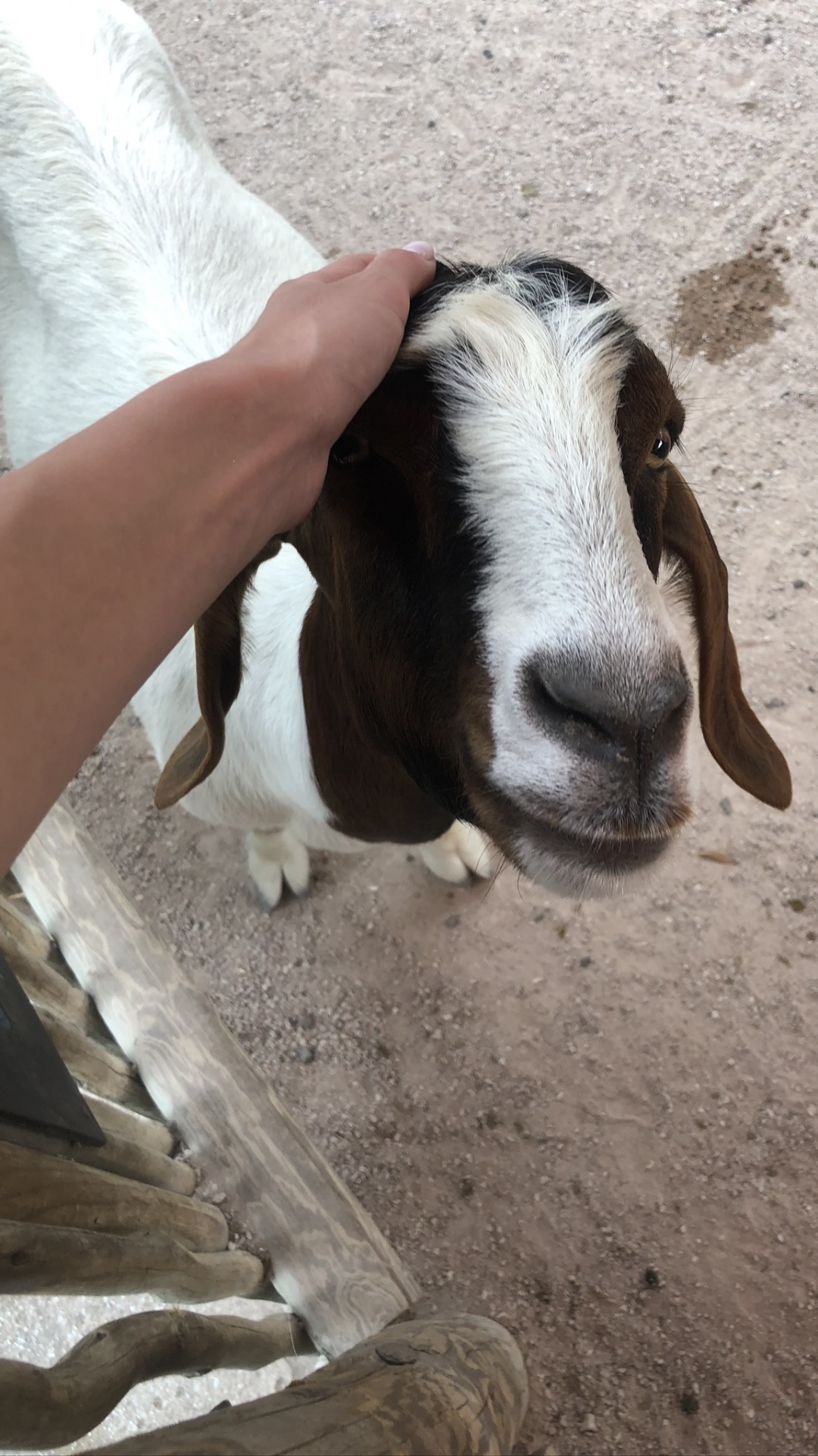 Cabra, Los Animales Terrestres, Pelaje, Fawn, Cabra, Antílope. Wallpaper in 1080x1920 Resolution