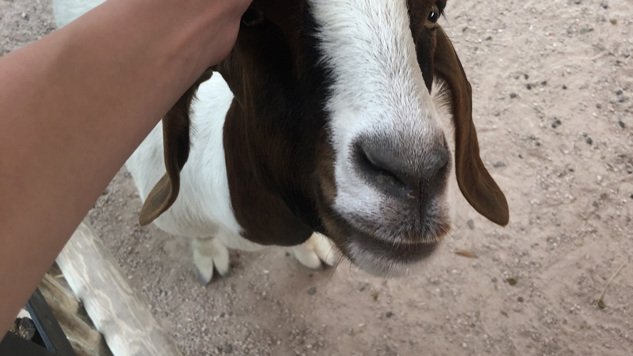 Chèvre, Pour Les Animaux Terrestres, Fourrure, Faon, Chèvre Antilope. Wallpaper in 1280x720 Resolution