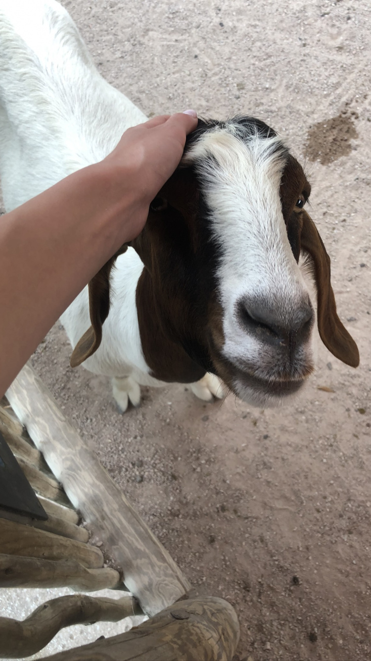 Chèvre, Pour Les Animaux Terrestres, Fourrure, Faon, Chèvre Antilope. Wallpaper in 750x1334 Resolution