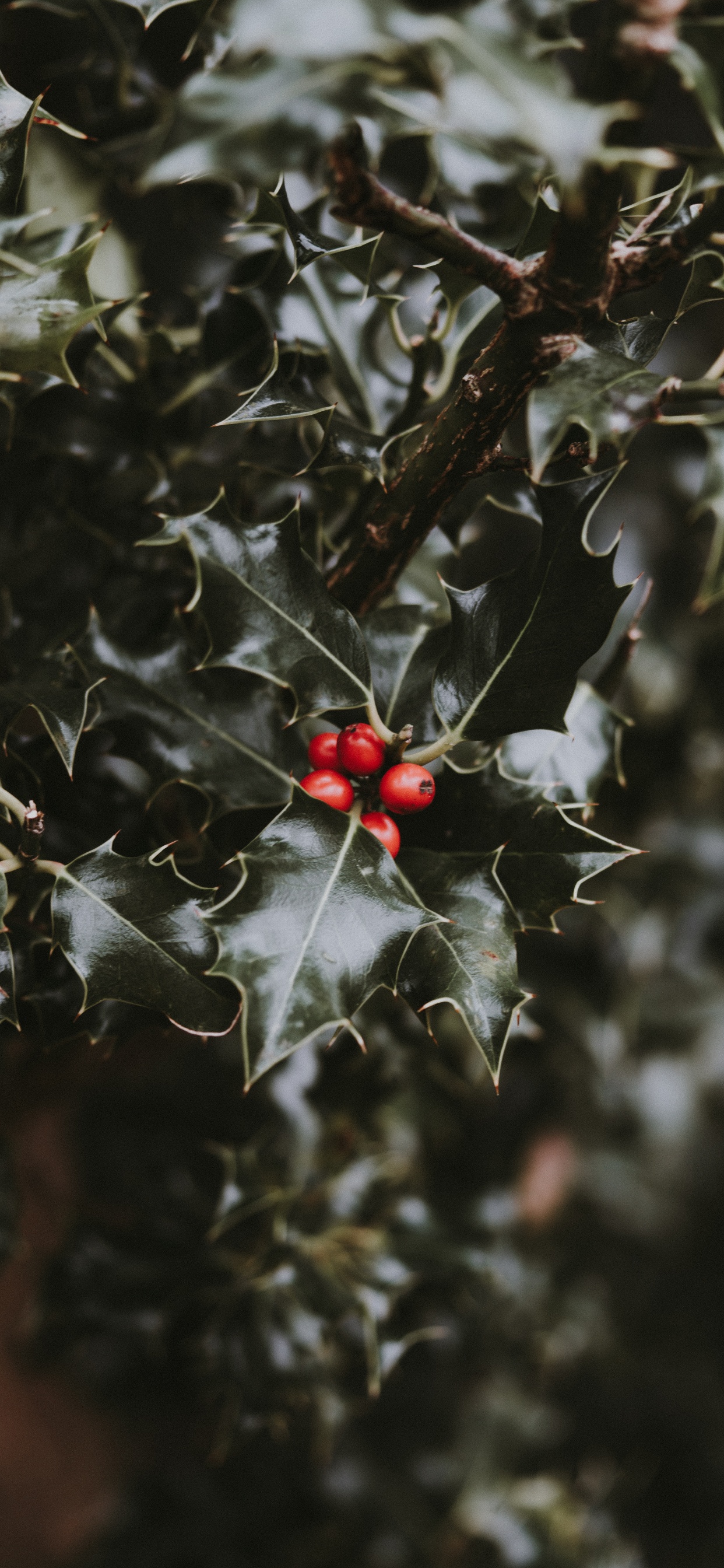 Blatt, Holly, Baum, Aquifoliales, Woody Pflanze. Wallpaper in 1242x2688 Resolution