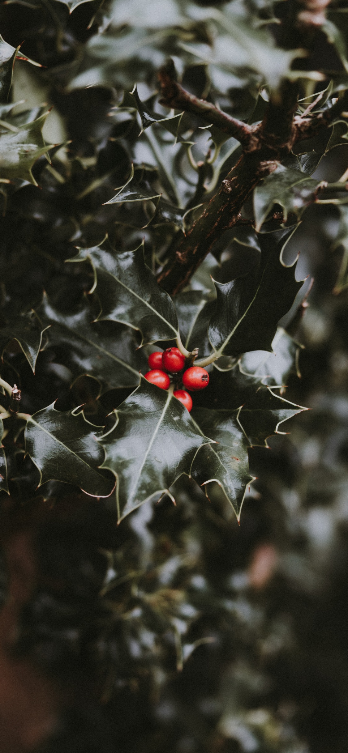 Leaf, Red, Plant, Flower, Holly. Wallpaper in 1125x2436 Resolution