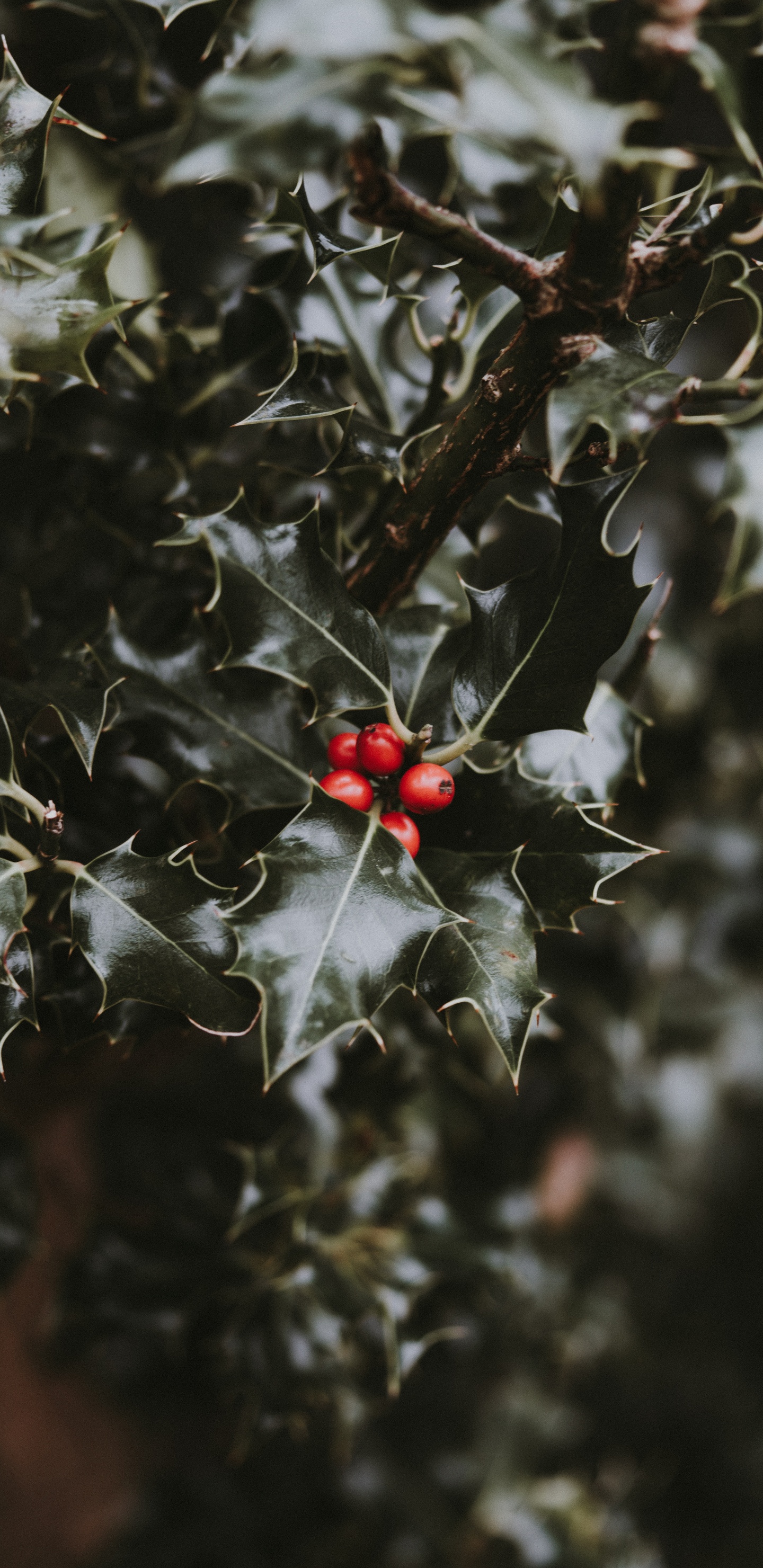 Leaf, Red, Plant, Flower, Holly. Wallpaper in 1440x2960 Resolution