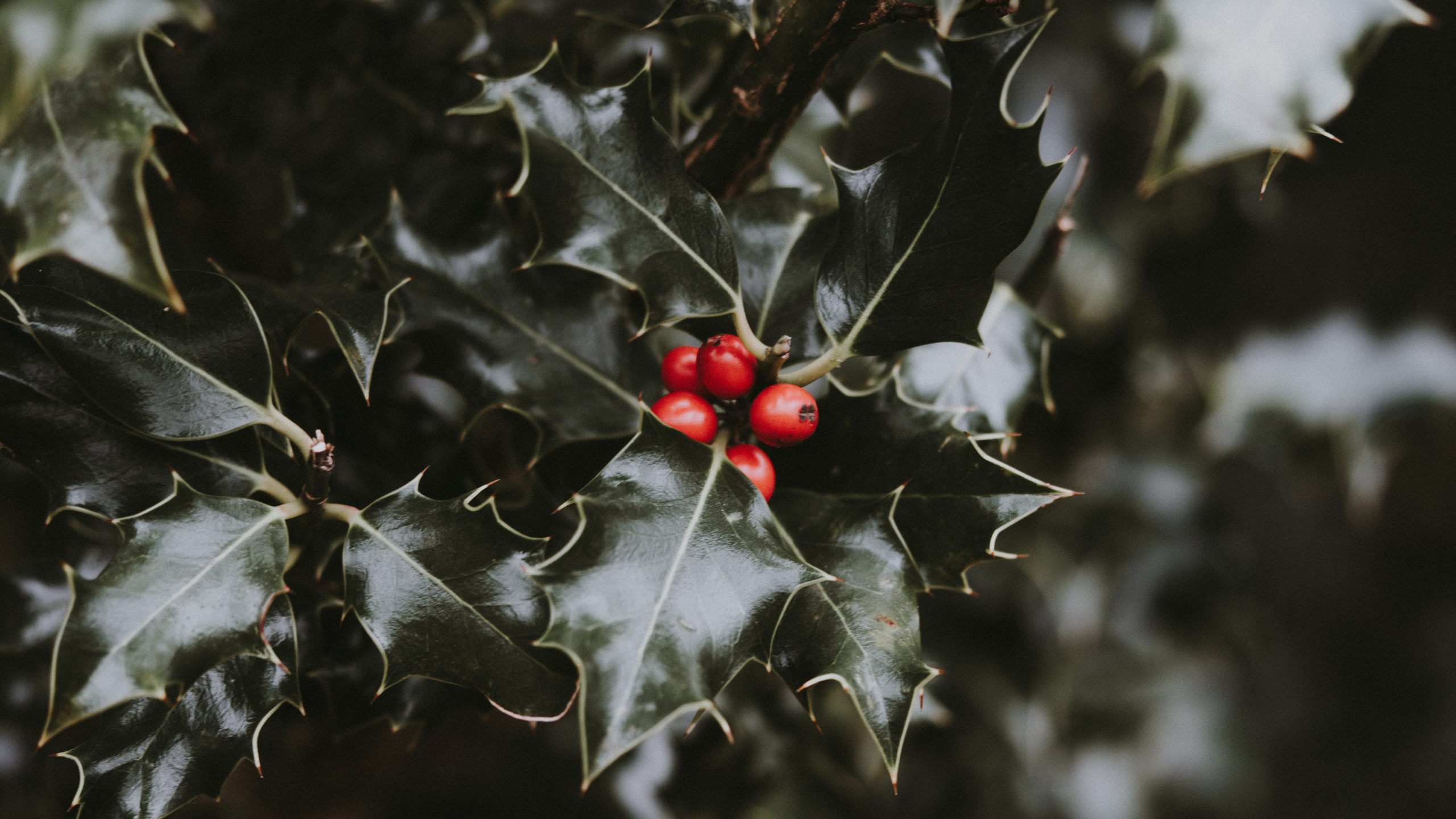 Leaf, Red, Plant, Flower, Holly. Wallpaper in 2560x1440 Resolution