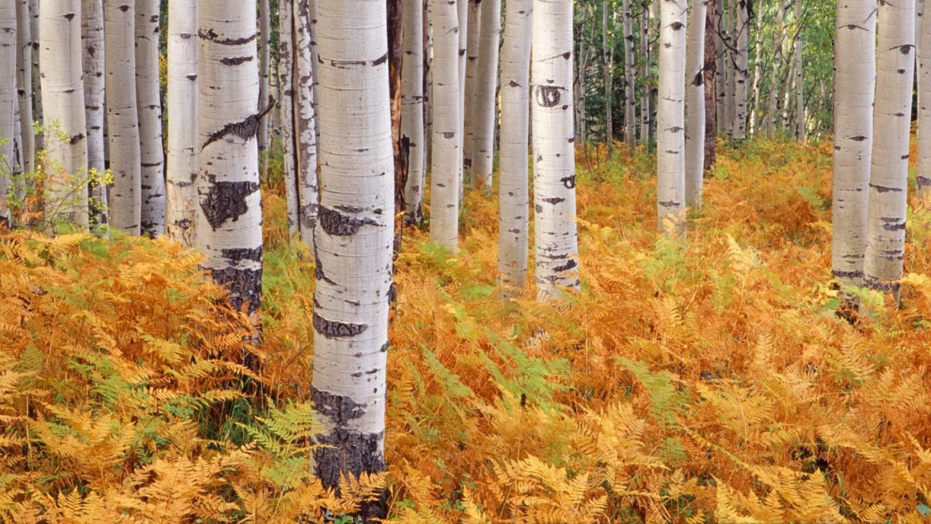 White and Gray Trees on Brown Grass Field. Wallpaper in 1920x1080 Resolution