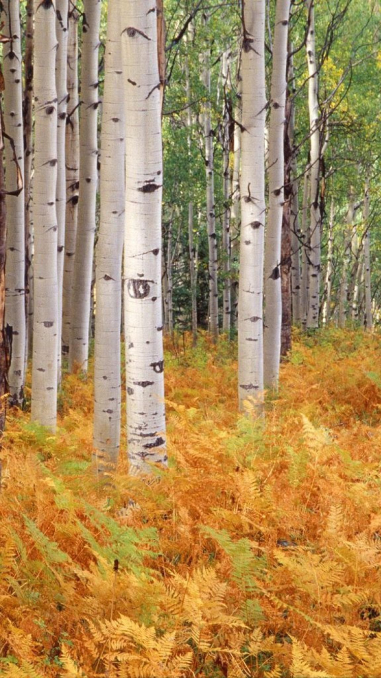 White and Gray Trees on Brown Grass Field. Wallpaper in 750x1334 Resolution