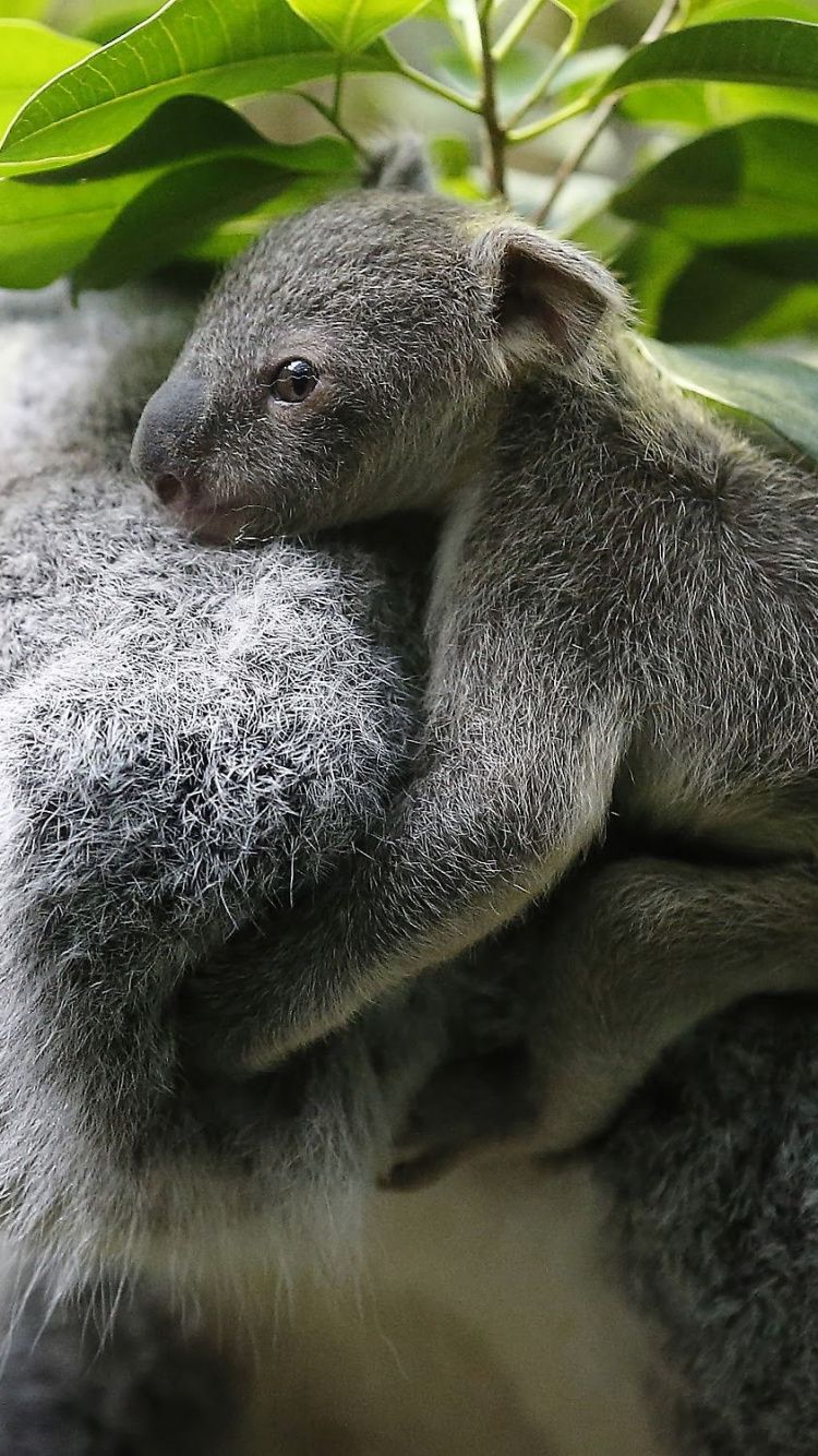 Koala Bear on Tree During Daytime. Wallpaper in 750x1334 Resolution