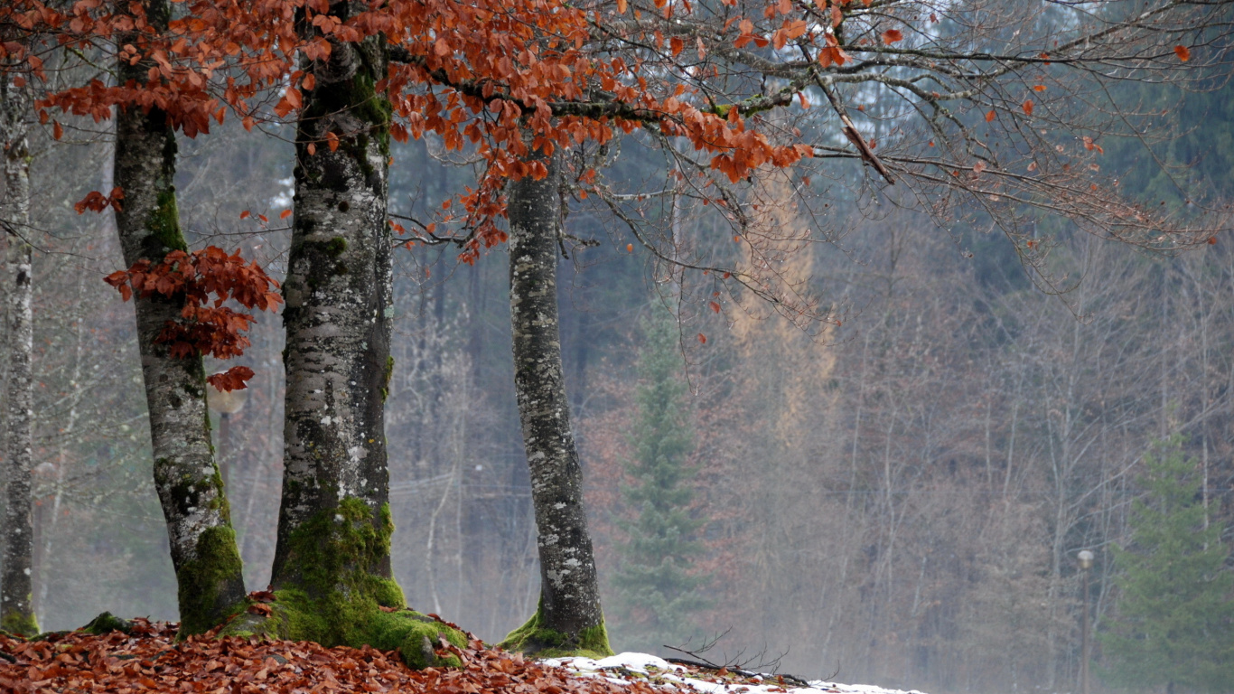 Brown and Green Trees on Forest During Daytime. Wallpaper in 1366x768 Resolution