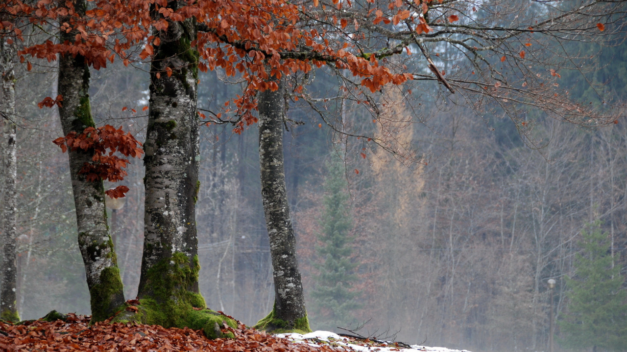 Tagsüber Braune Und Grüne Bäume im Wald. Wallpaper in 1280x720 Resolution