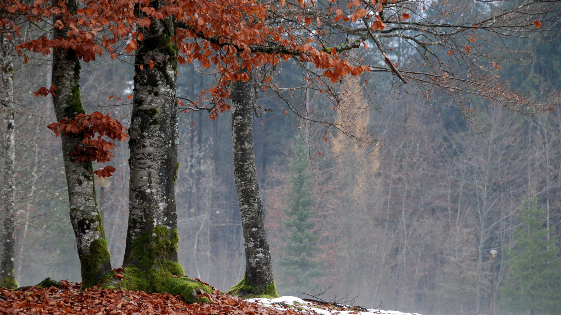 Tagsüber Braune Und Grüne Bäume im Wald. Wallpaper in 1920x1080 Resolution