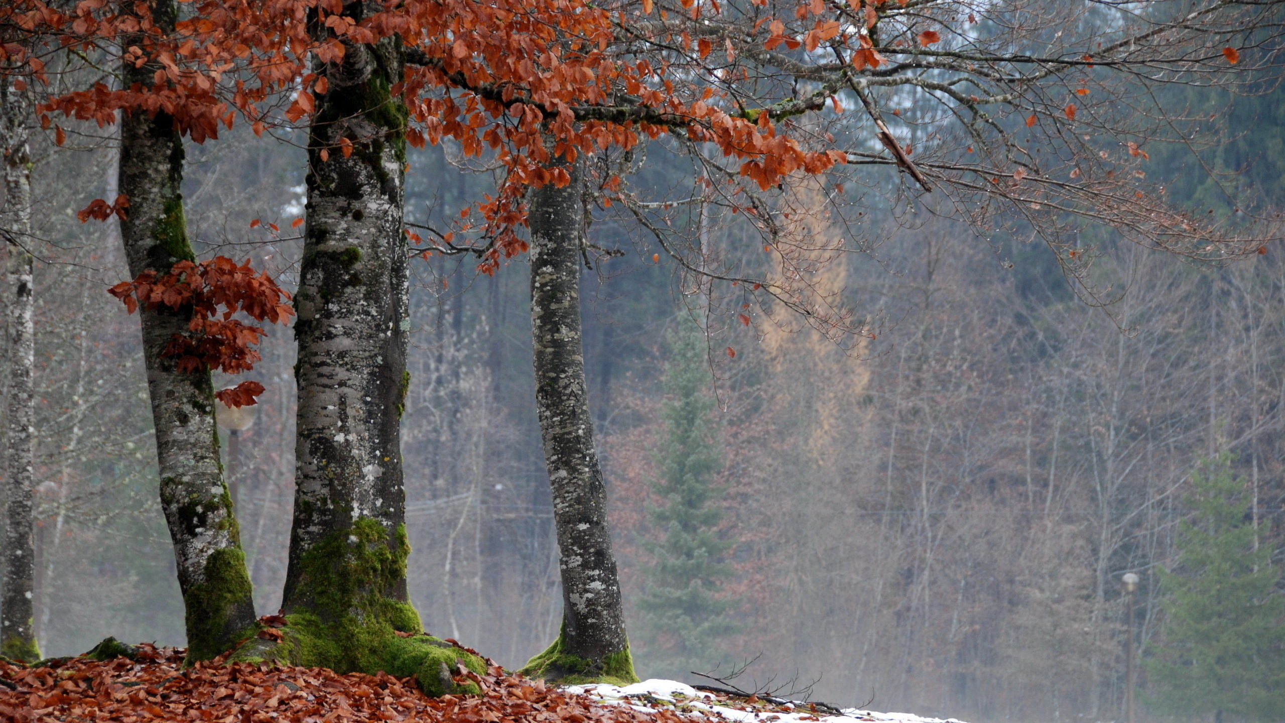 Tagsüber Braune Und Grüne Bäume im Wald. Wallpaper in 2560x1440 Resolution