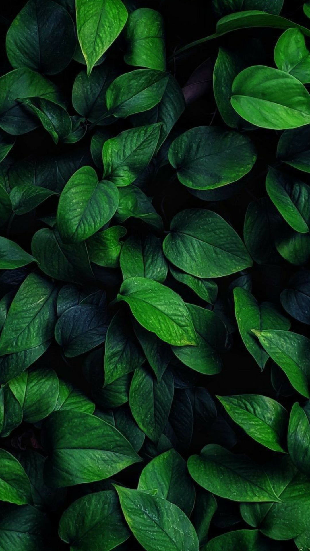 Plant, Vegetation, Terrestrial Plant, Groundcover, Flowering Plant. Wallpaper in 1080x1920 Resolution