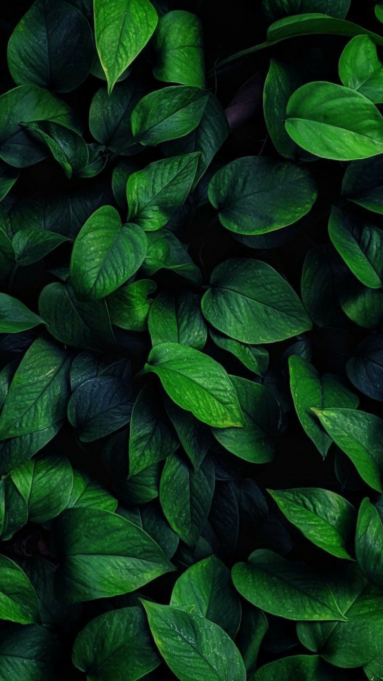 Végétation, Plante Terrestre, Couvre-sol, la Floraison de la Plante, Plante Annuelle. Wallpaper in 750x1334 Resolution