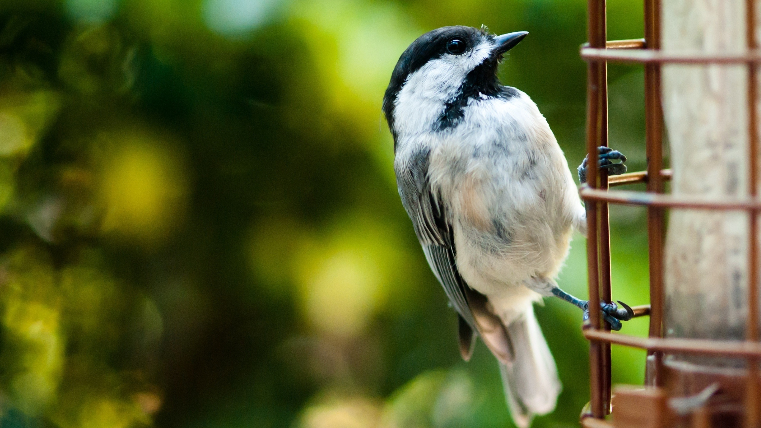 Oiseau Blanc et Noir Sur Une Branche D'arbre. Wallpaper in 2560x1440 Resolution