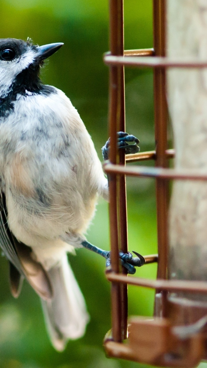 Oiseau Blanc et Noir Sur Une Branche D'arbre. Wallpaper in 720x1280 Resolution