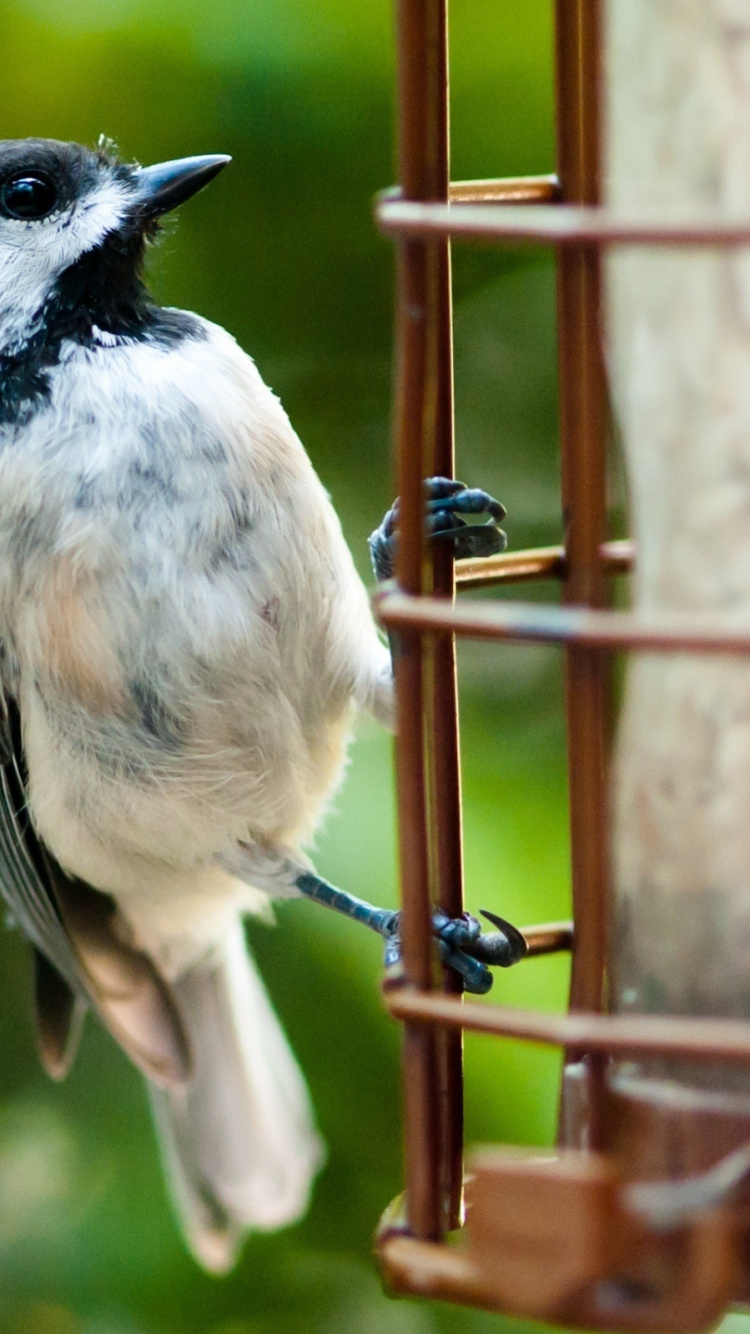 Oiseau Blanc et Noir Sur Une Branche D'arbre. Wallpaper in 750x1334 Resolution