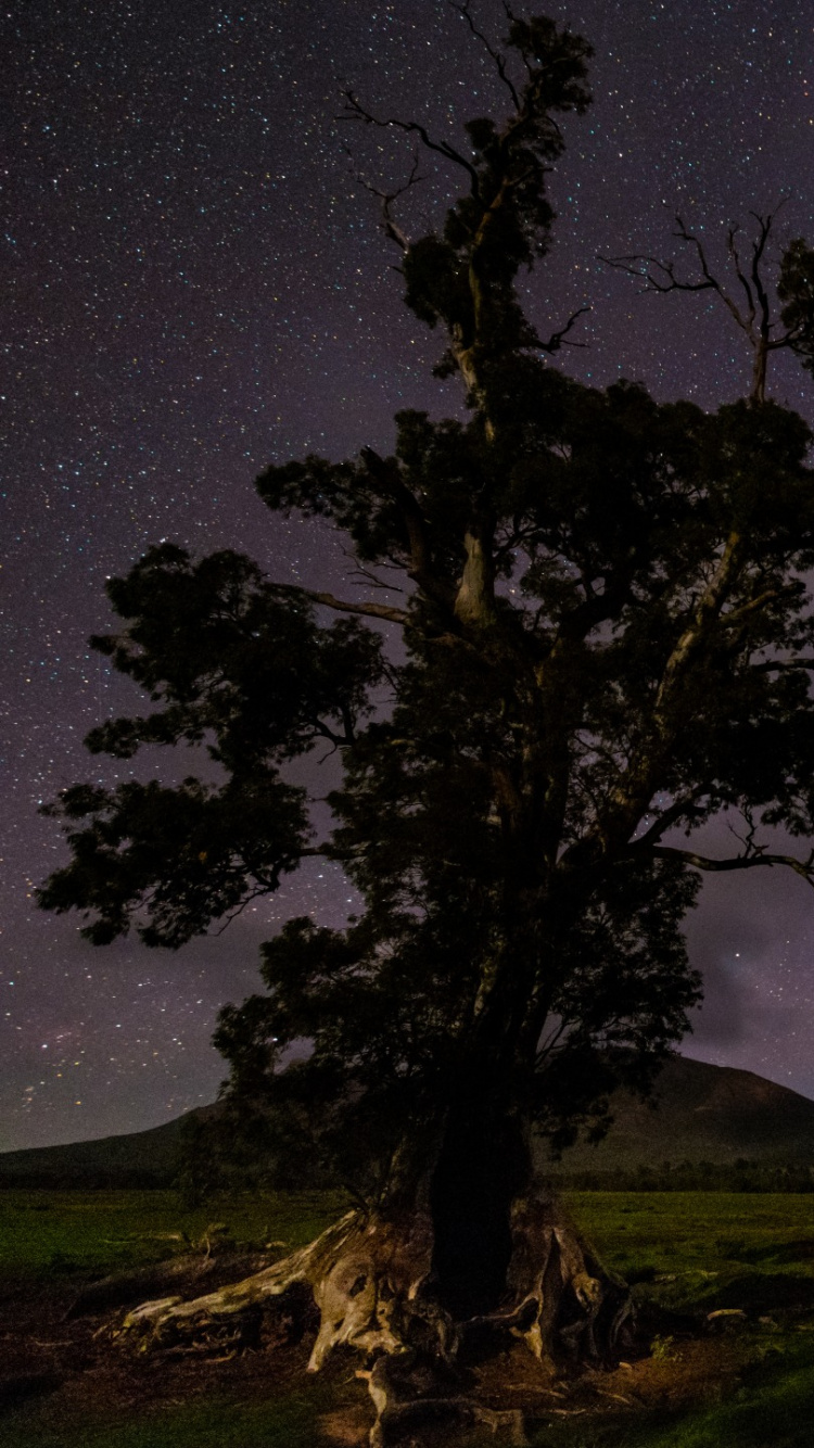 Campo de Hierba Verde Bajo la Noche Estrellada. Wallpaper in 750x1334 Resolution