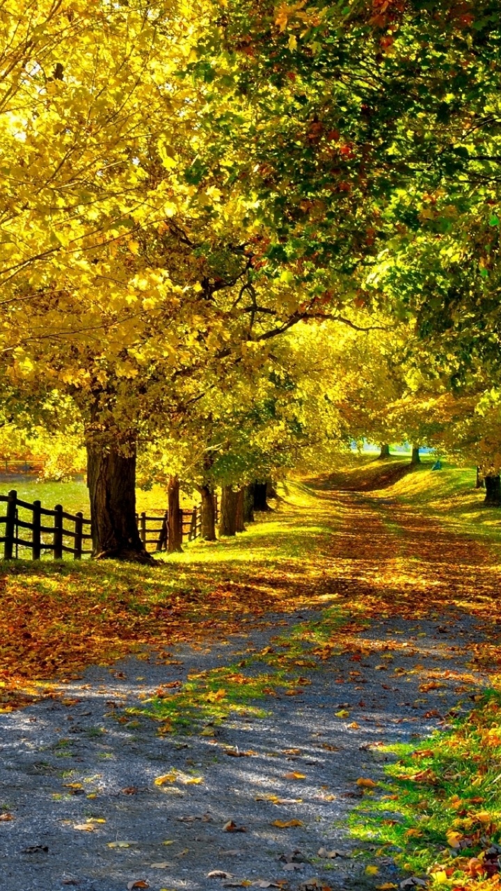 Green and Yellow Trees on Gray Concrete Pathway. Wallpaper in 720x1280 Resolution