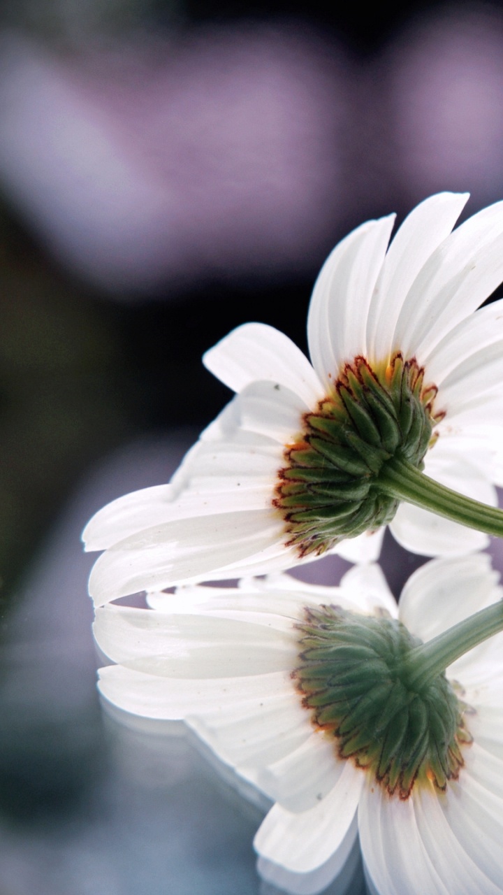 White Daisy in Bloom During Daytime. Wallpaper in 720x1280 Resolution