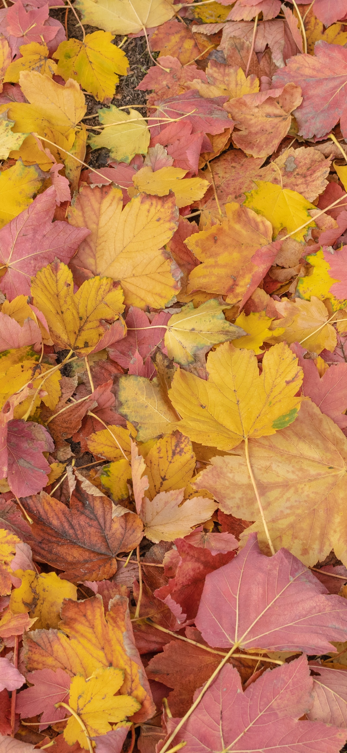 Feuille, Biologie, Nature, Botanique, Orange. Wallpaper in 1125x2436 Resolution