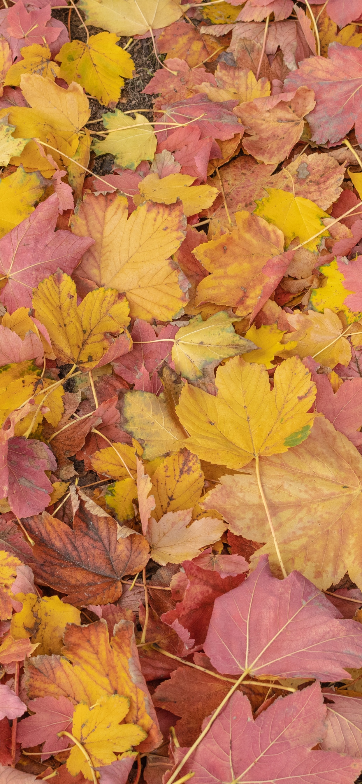 Feuille, Biologie, Nature, Botanique, Orange. Wallpaper in 1242x2688 Resolution