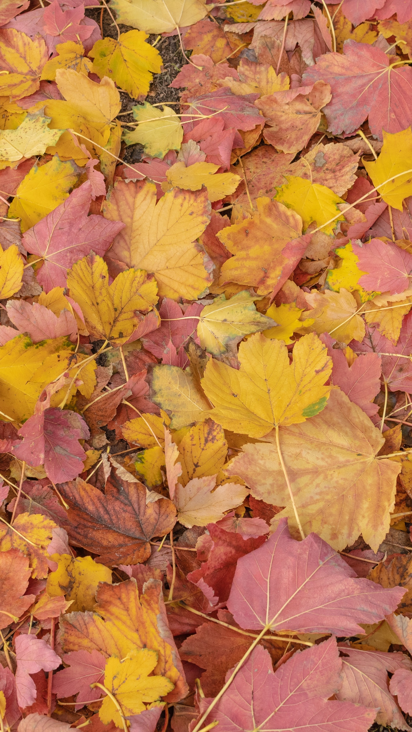Feuille, Biologie, Nature, Botanique, Orange. Wallpaper in 1440x2560 Resolution