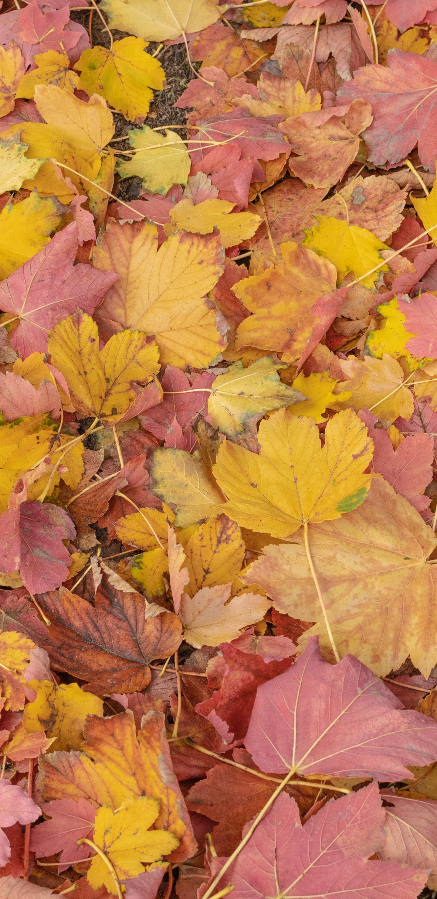 Feuille, Biologie, Nature, Botanique, Orange. Wallpaper in 1440x2960 Resolution