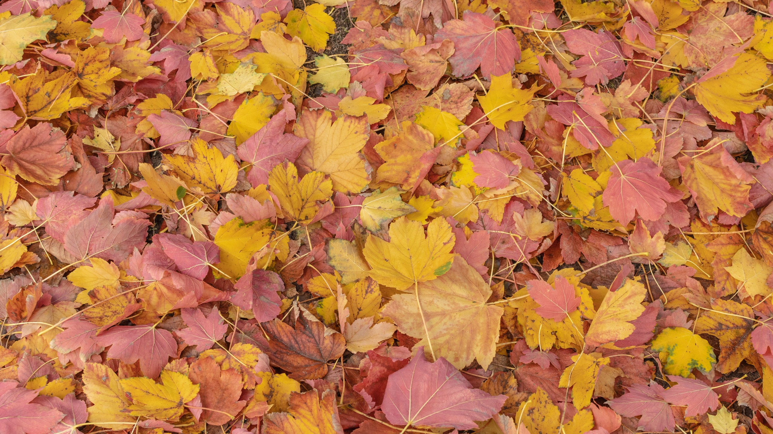 Feuille, Biologie, Nature, Botanique, Orange. Wallpaper in 2560x1440 Resolution