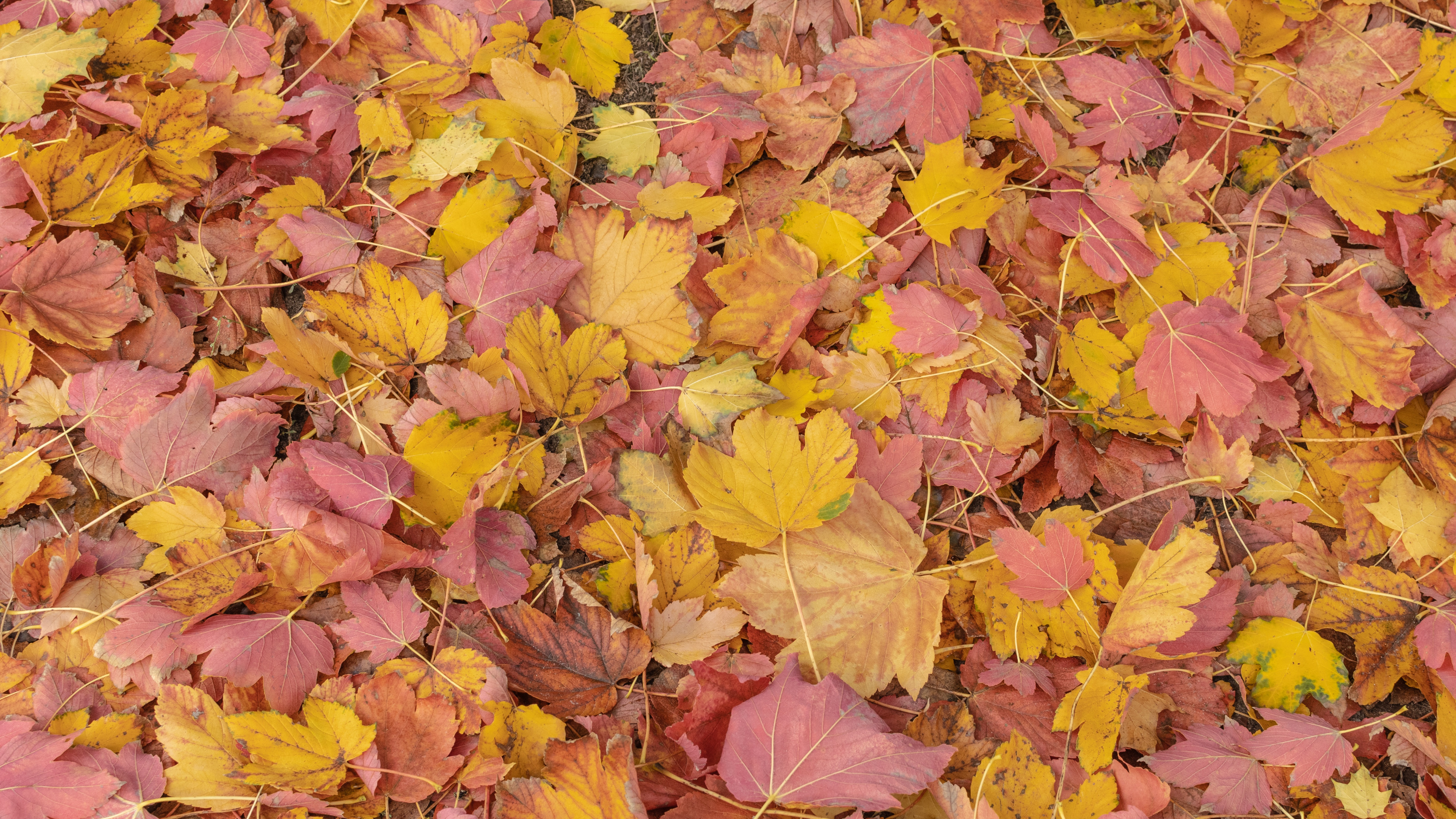 Feuille, Biologie, Nature, Botanique, Orange. Wallpaper in 3840x2160 Resolution