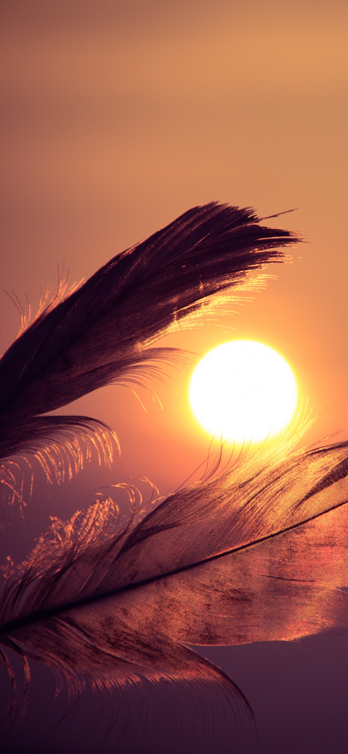 Brown Feather With Sun Rays. Wallpaper in 1125x2436 Resolution