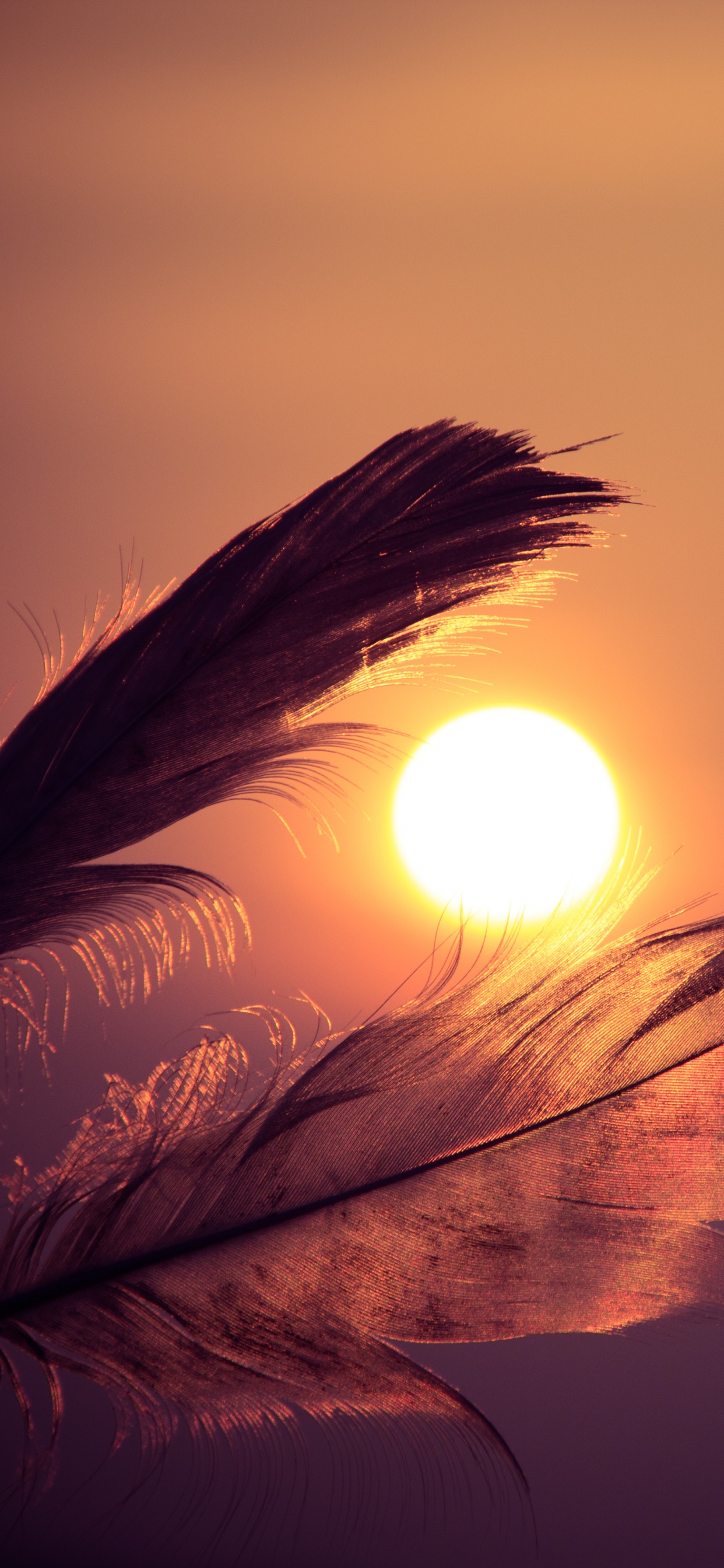 Brown Feather With Sun Rays. Wallpaper in 1242x2688 Resolution