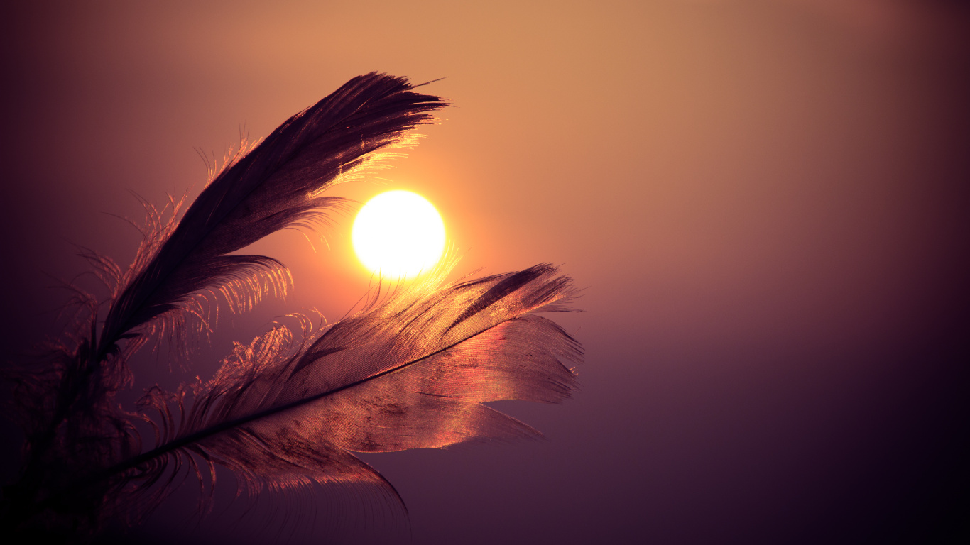 Brown Feather With Sun Rays. Wallpaper in 1366x768 Resolution