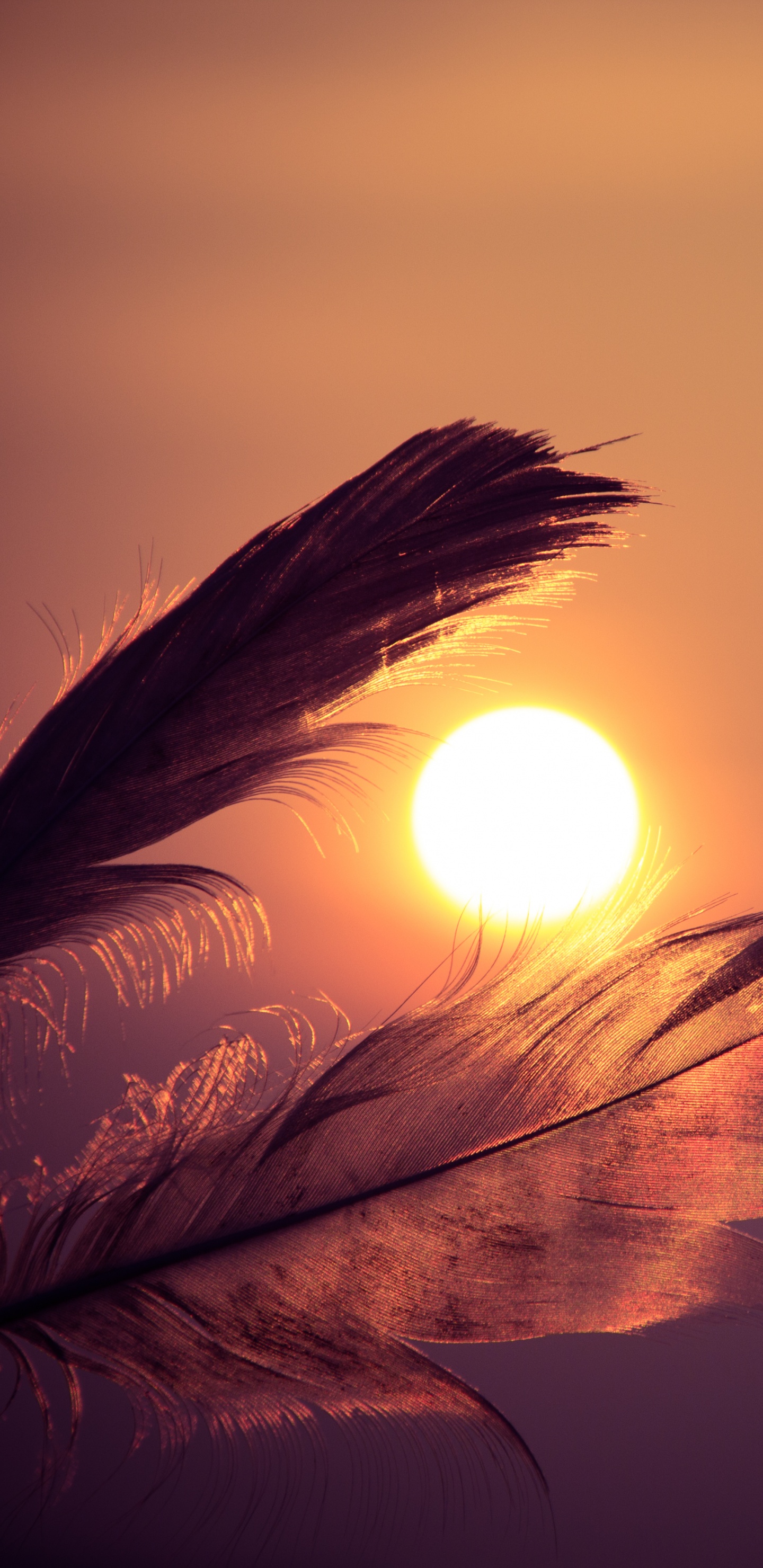 Brown Feather With Sun Rays. Wallpaper in 1440x2960 Resolution