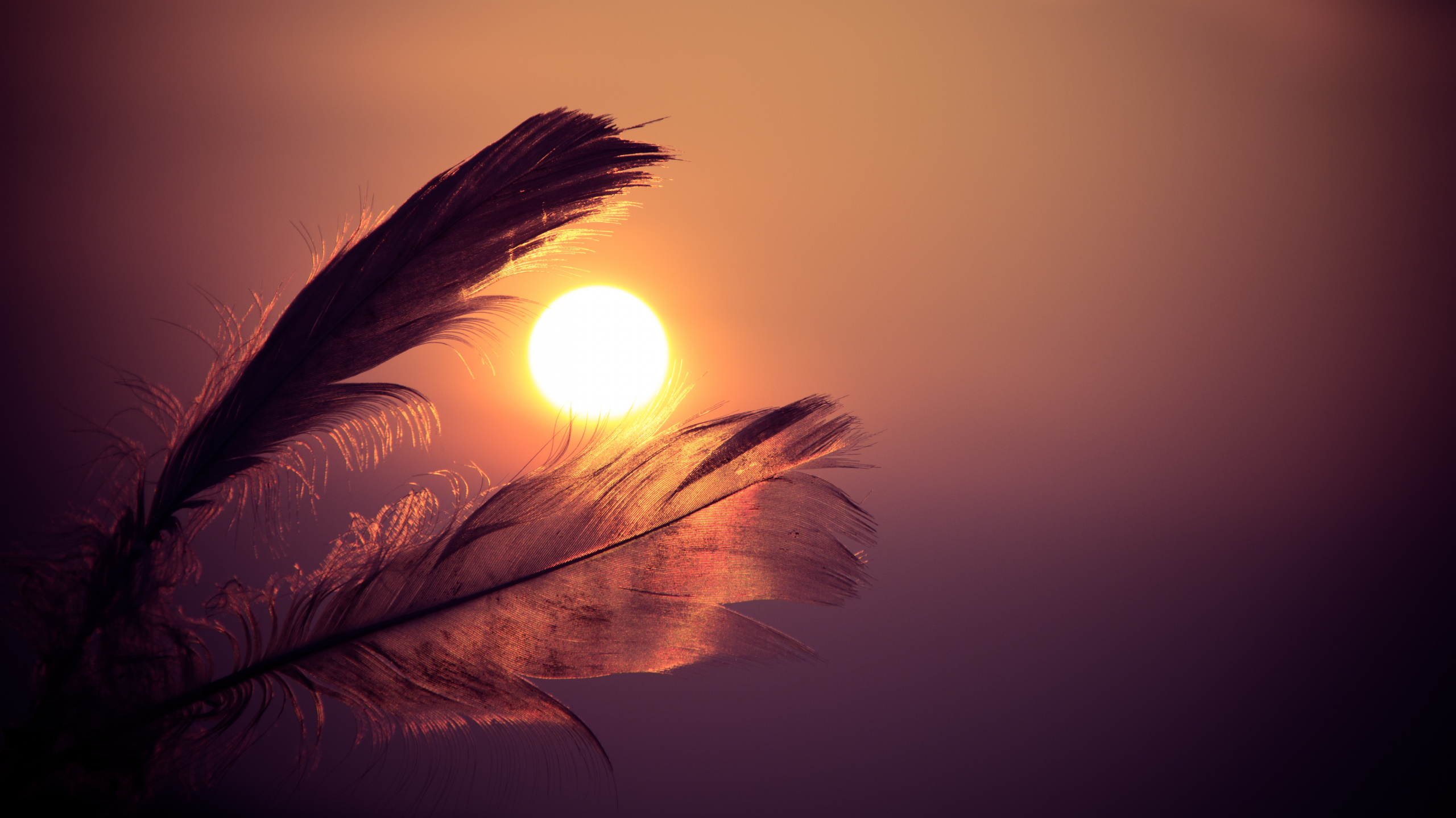 Brown Feather With Sun Rays. Wallpaper in 2560x1440 Resolution