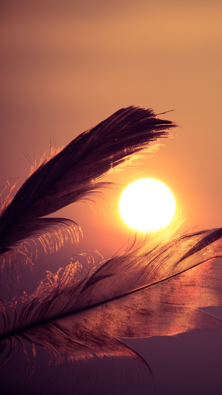 Brown Feather With Sun Rays. Wallpaper in 720x1280 Resolution