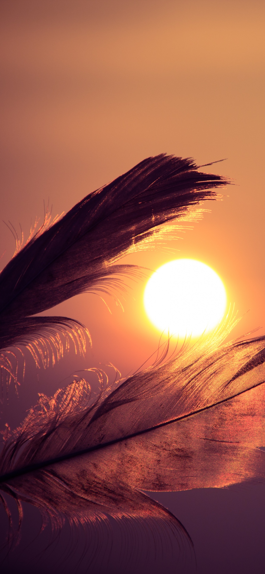 Plume Brune Avec Des Rayons de Soleil. Wallpaper in 1125x2436 Resolution
