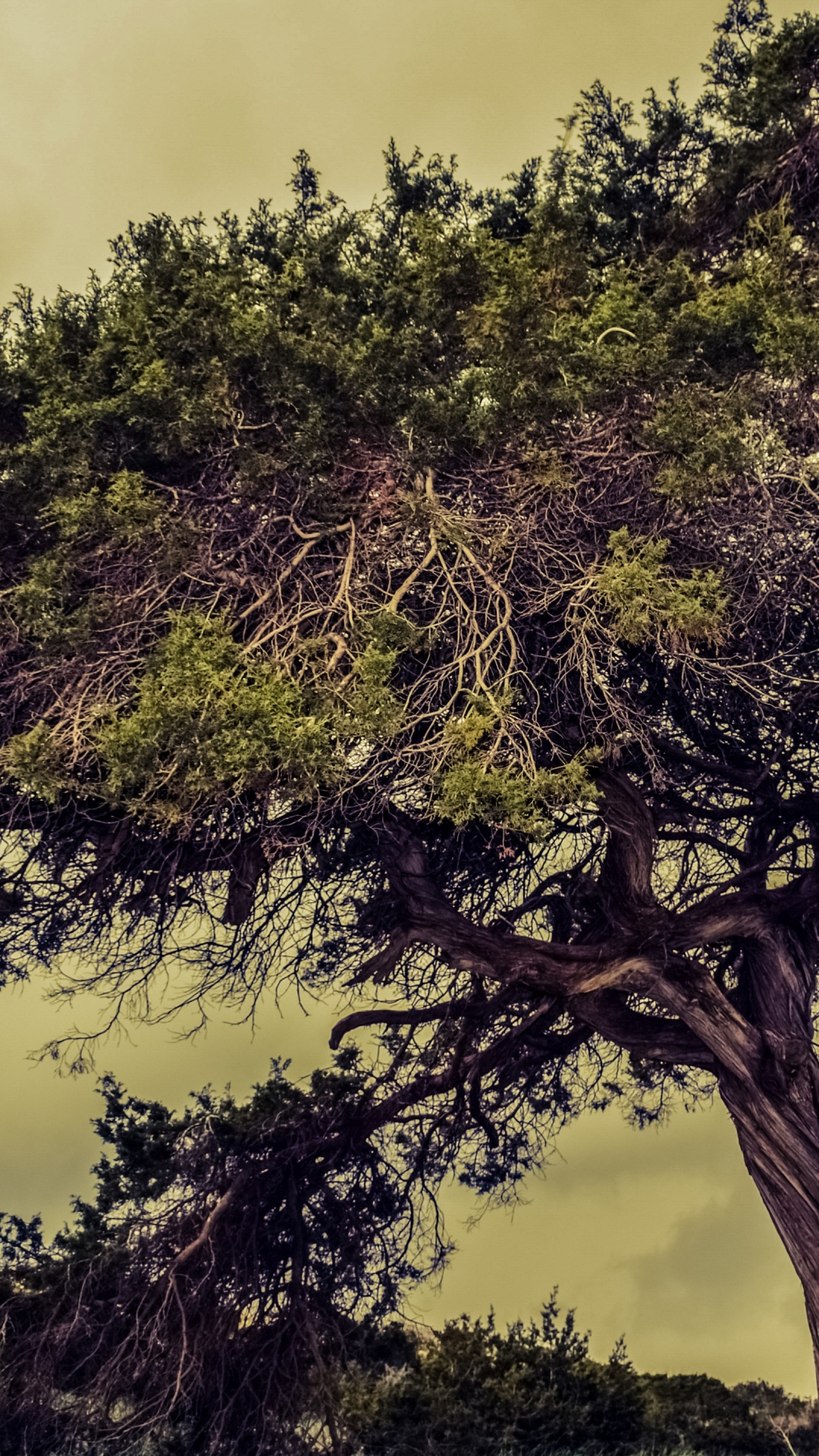 Grüner Baum Unter Weißen Wolken. Wallpaper in 1080x1920 Resolution