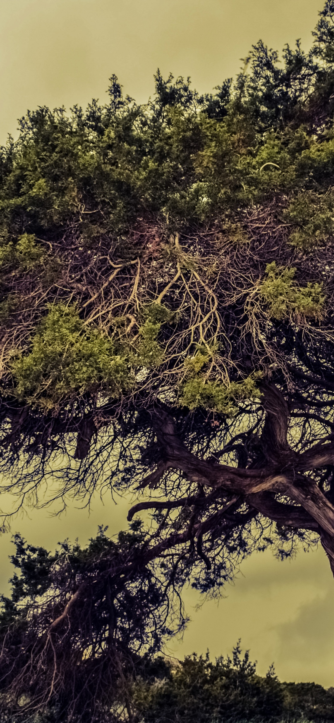 Grüner Baum Unter Weißen Wolken. Wallpaper in 1125x2436 Resolution