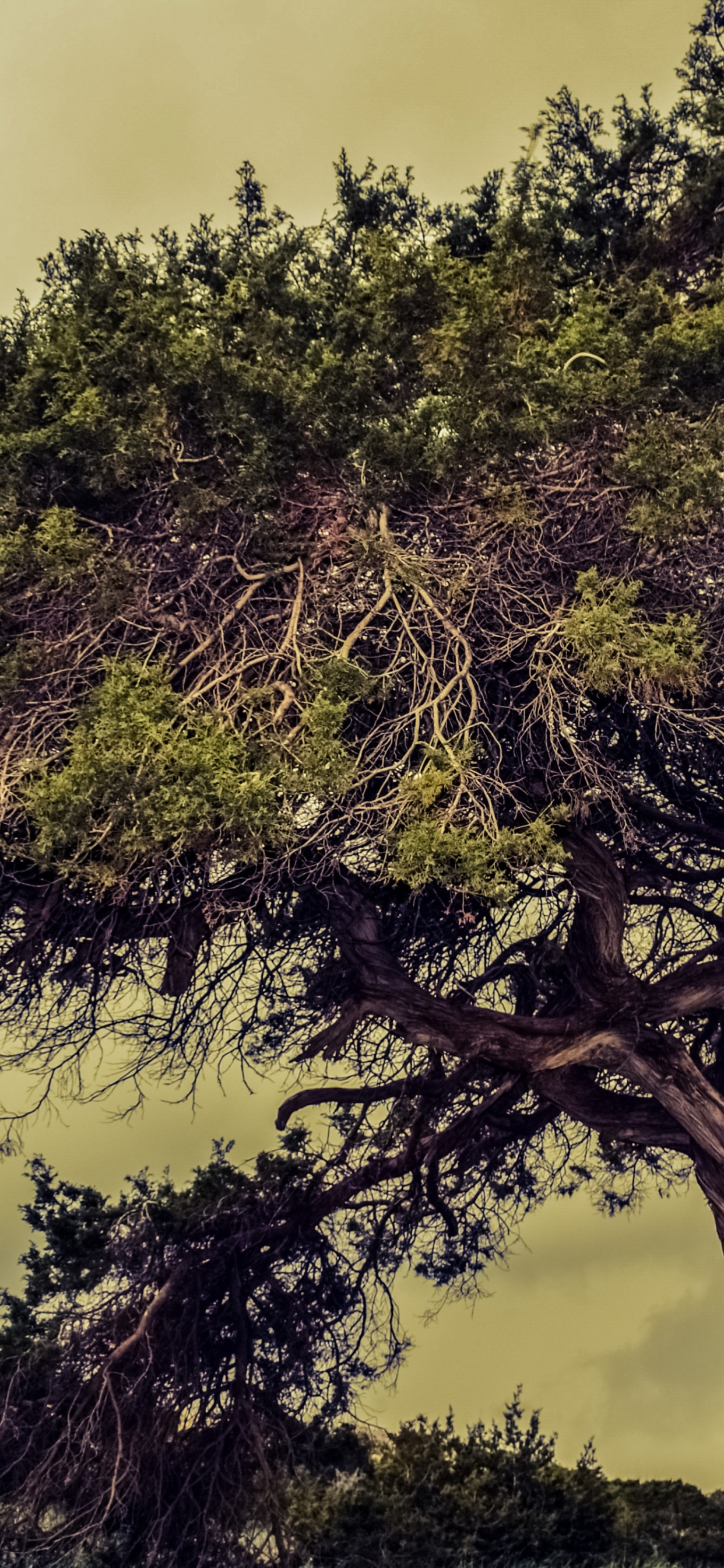 Grüner Baum Unter Weißen Wolken. Wallpaper in 1242x2688 Resolution