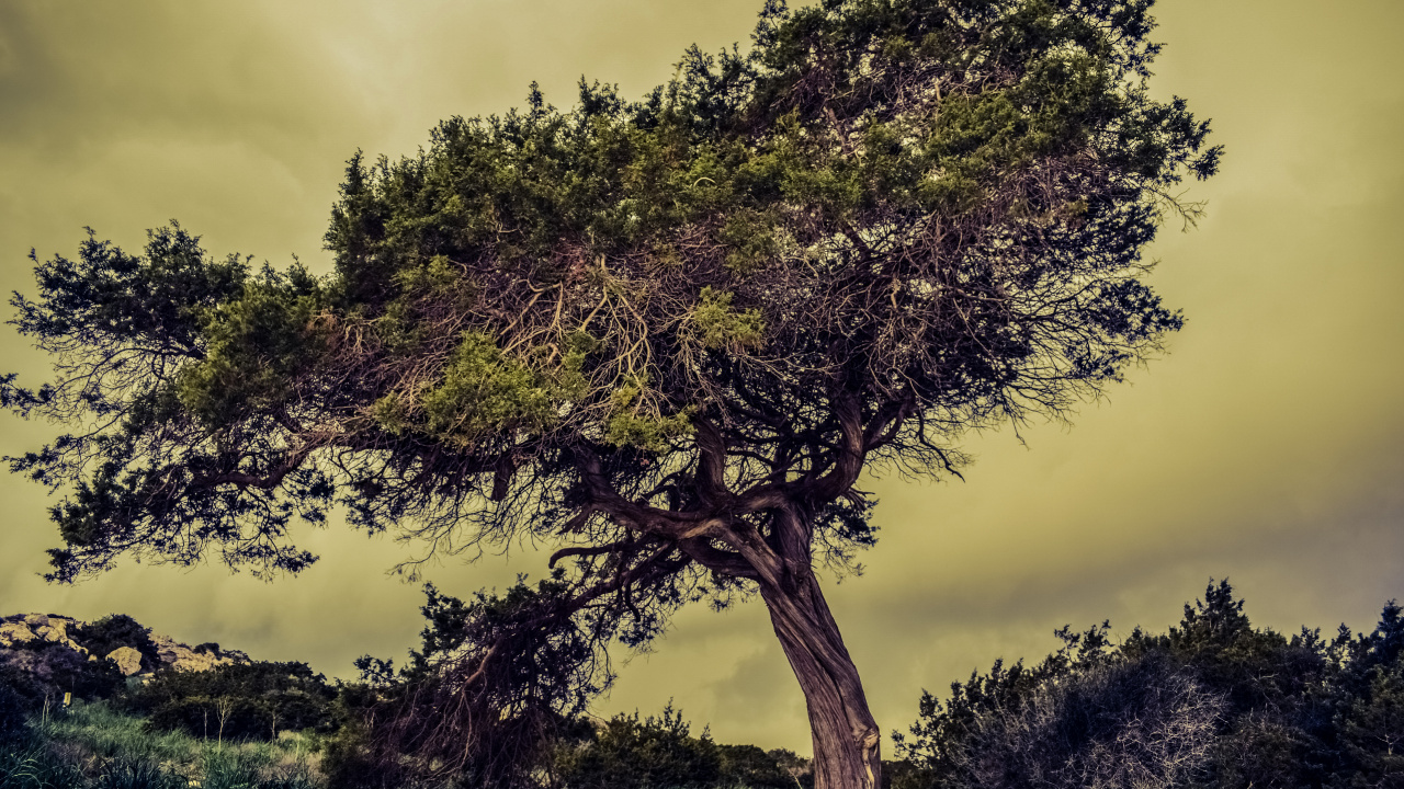 Grüner Baum Unter Weißen Wolken. Wallpaper in 1280x720 Resolution