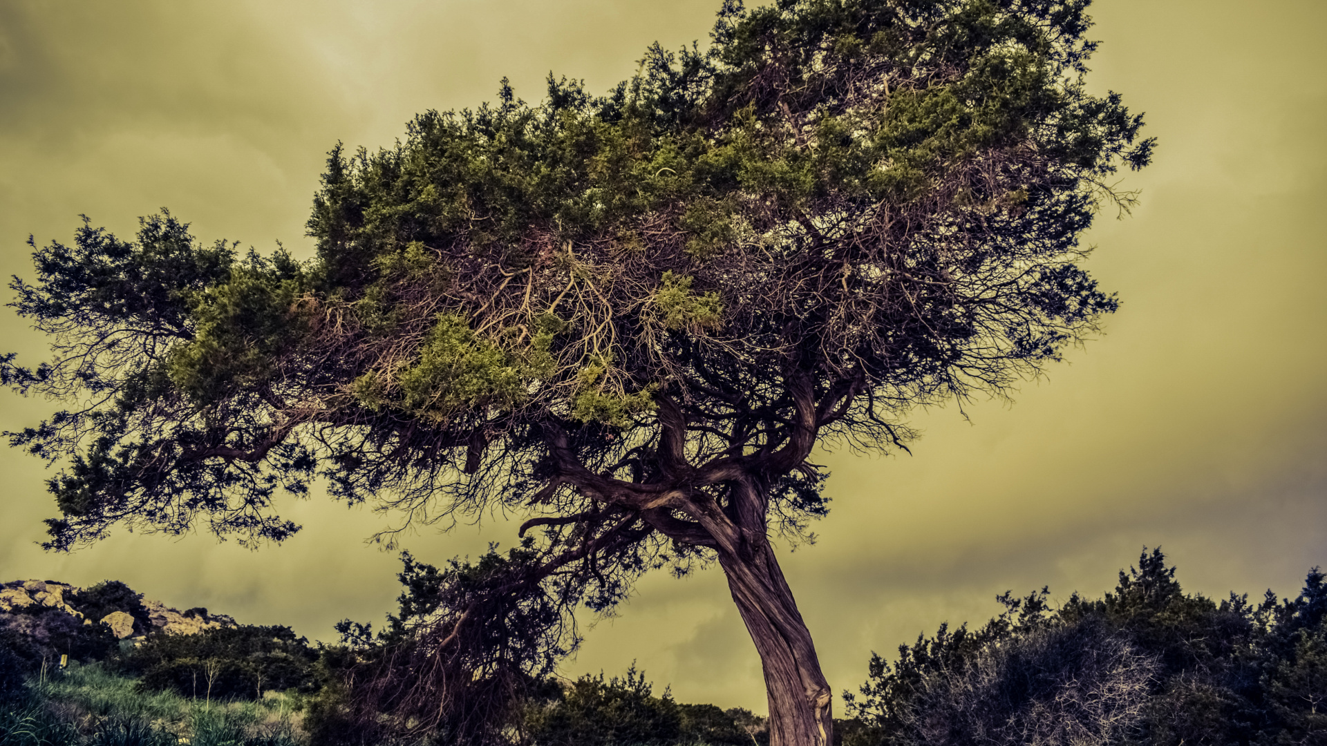 Grüner Baum Unter Weißen Wolken. Wallpaper in 1920x1080 Resolution