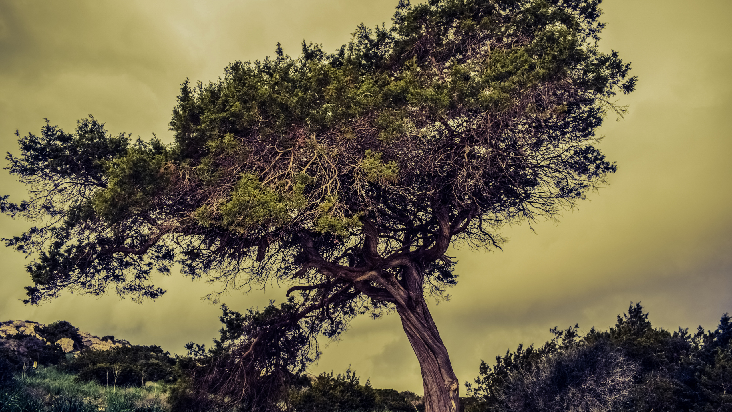 Grüner Baum Unter Weißen Wolken. Wallpaper in 2560x1440 Resolution