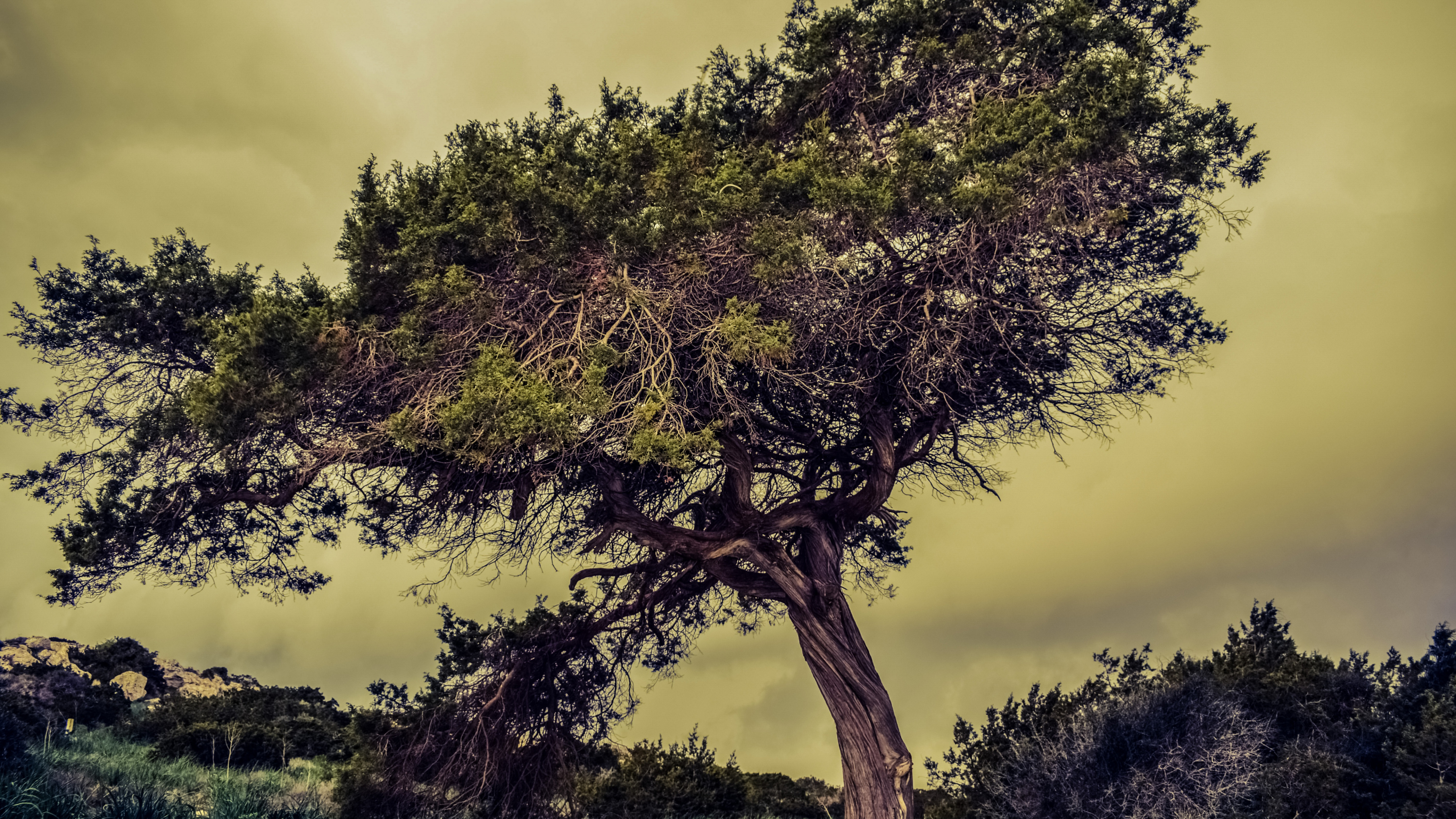 Grüner Baum Unter Weißen Wolken. Wallpaper in 3840x2160 Resolution