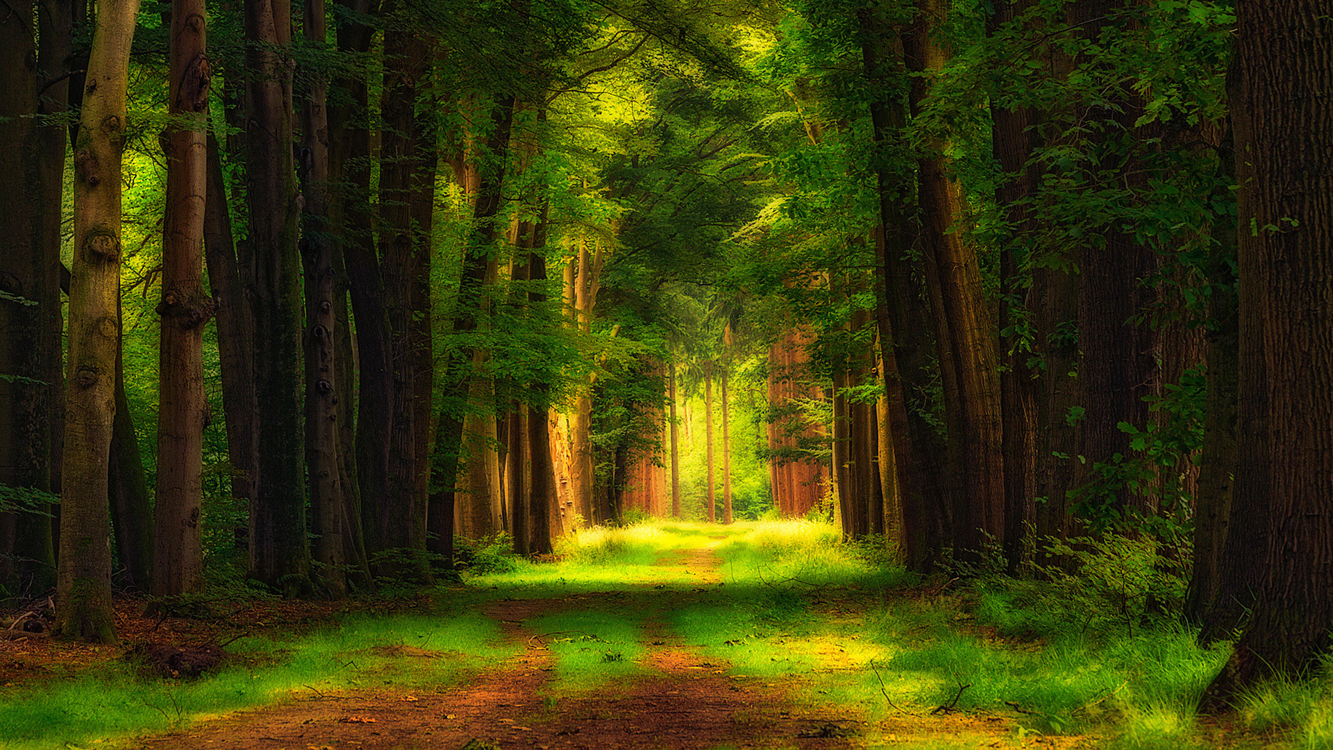 Green Trees on Green Grass Field During Daytime. Wallpaper in 1920x1080 Resolution