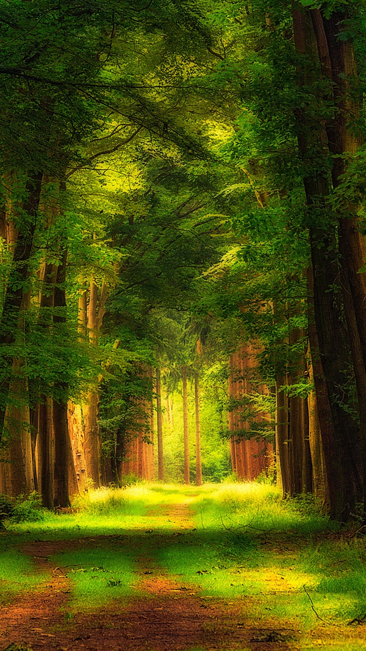 Árboles Verdes en el Campo de Hierba Verde Durante el Día. Wallpaper in 720x1280 Resolution