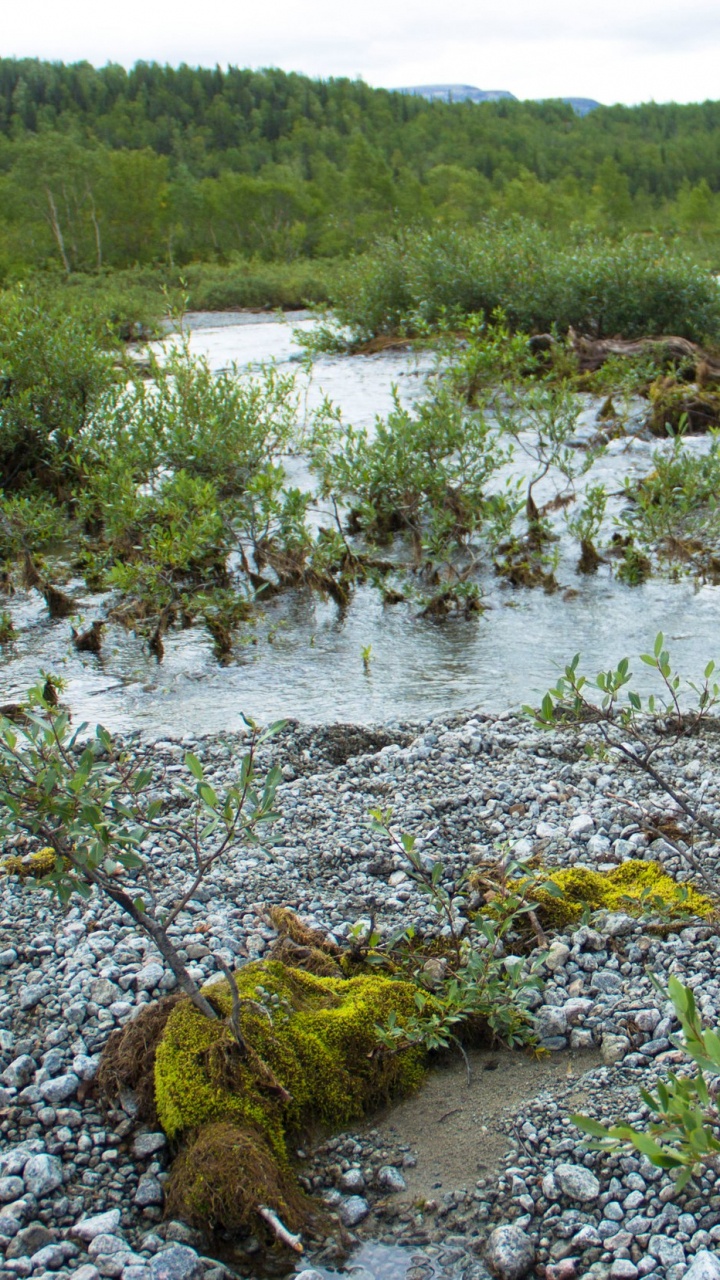 Green Grass on River During Daytime. Wallpaper in 720x1280 Resolution