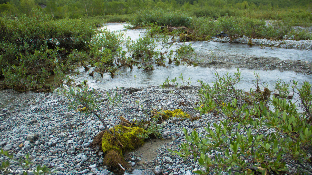 Tagsüber Grünes Gras am Fluss. Wallpaper in 1280x720 Resolution