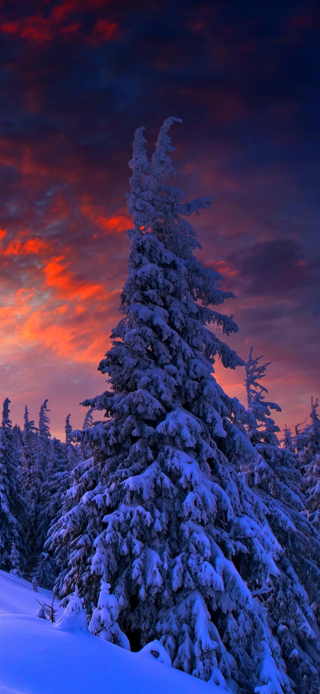 Schneebedeckte Kiefern in Der Wüste Unter Bewölktem Himmel Tagsüber. Wallpaper in 1125x2436 Resolution