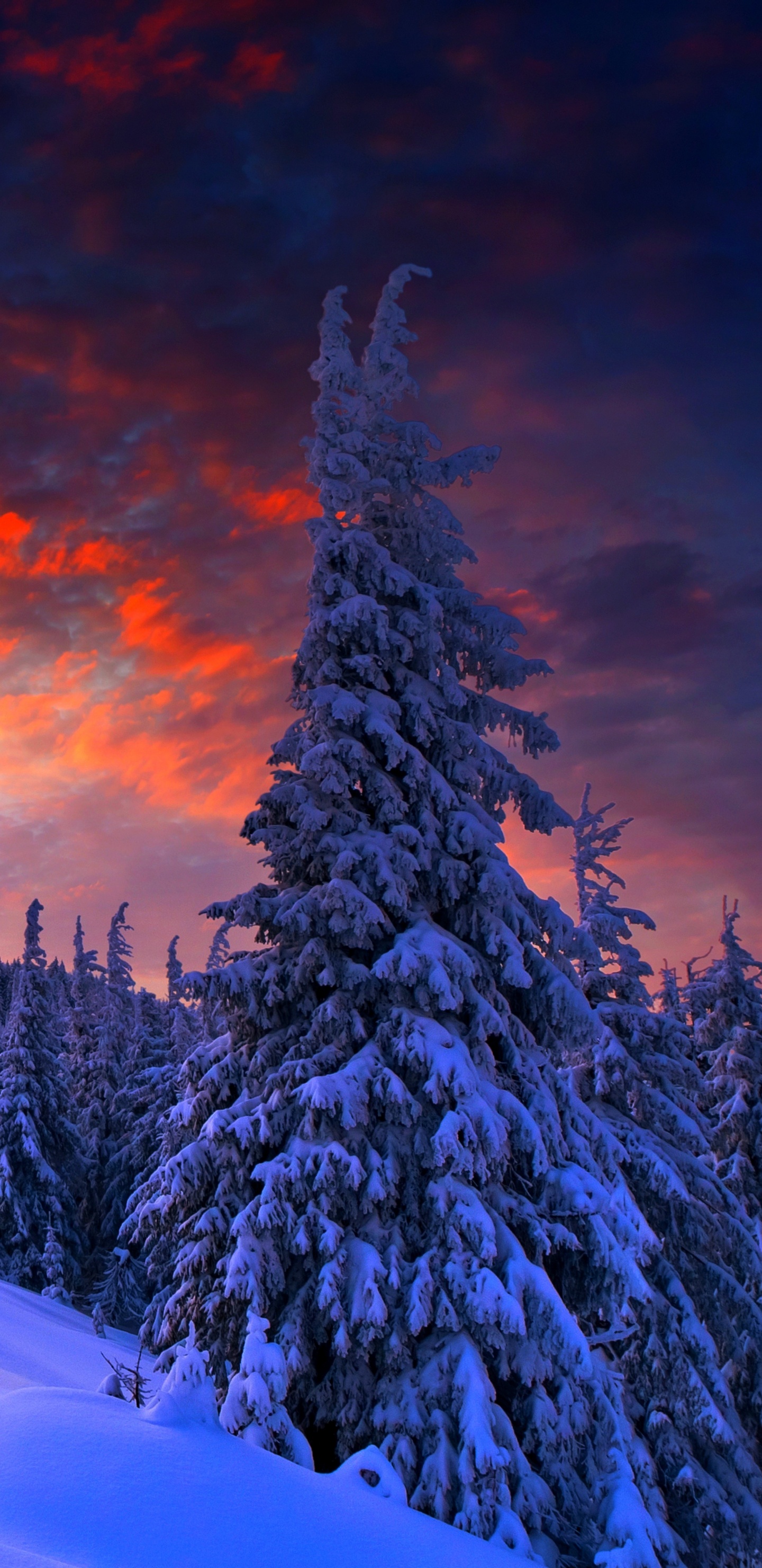 Pinos Cubiertos de Nieve en el Desierto Bajo un Cielo Nublado Durante el Día. Wallpaper in 1440x2960 Resolution